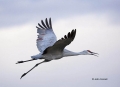 Sandhill-Crane;Crane;Grus-canadensis;Flying-bird;action;aloft;behavior;flight;fl